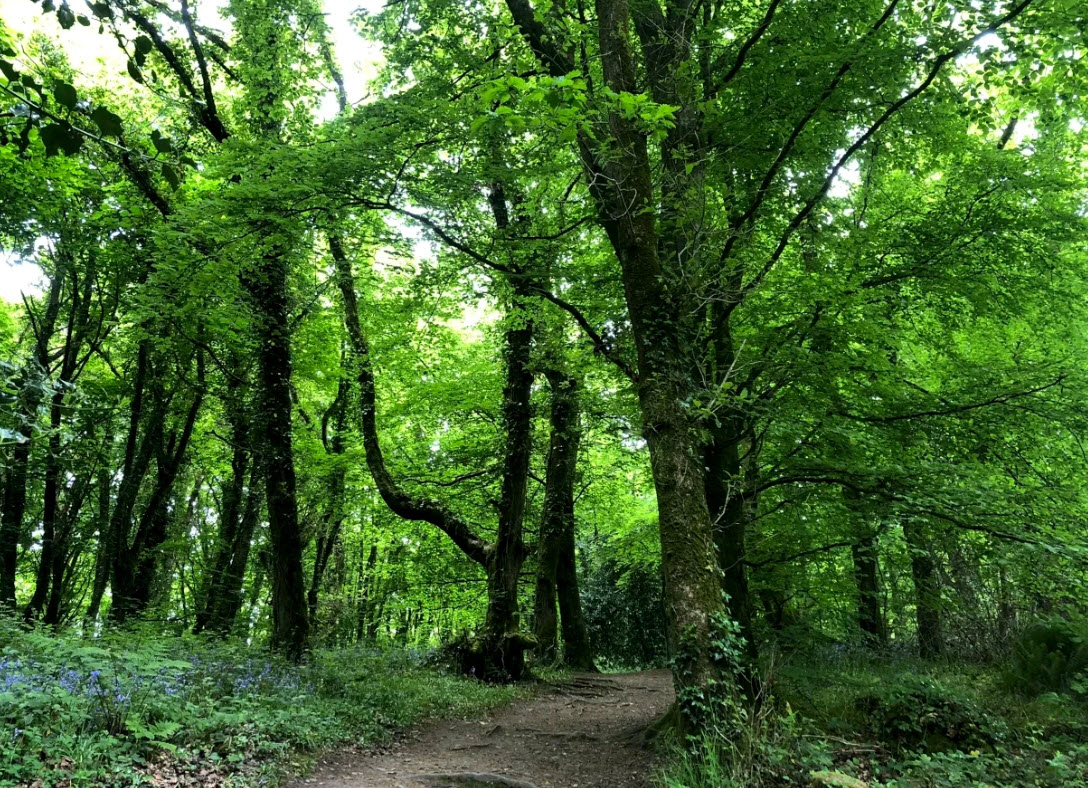 Rostellan Woods Forest Recreational Area, Ireland